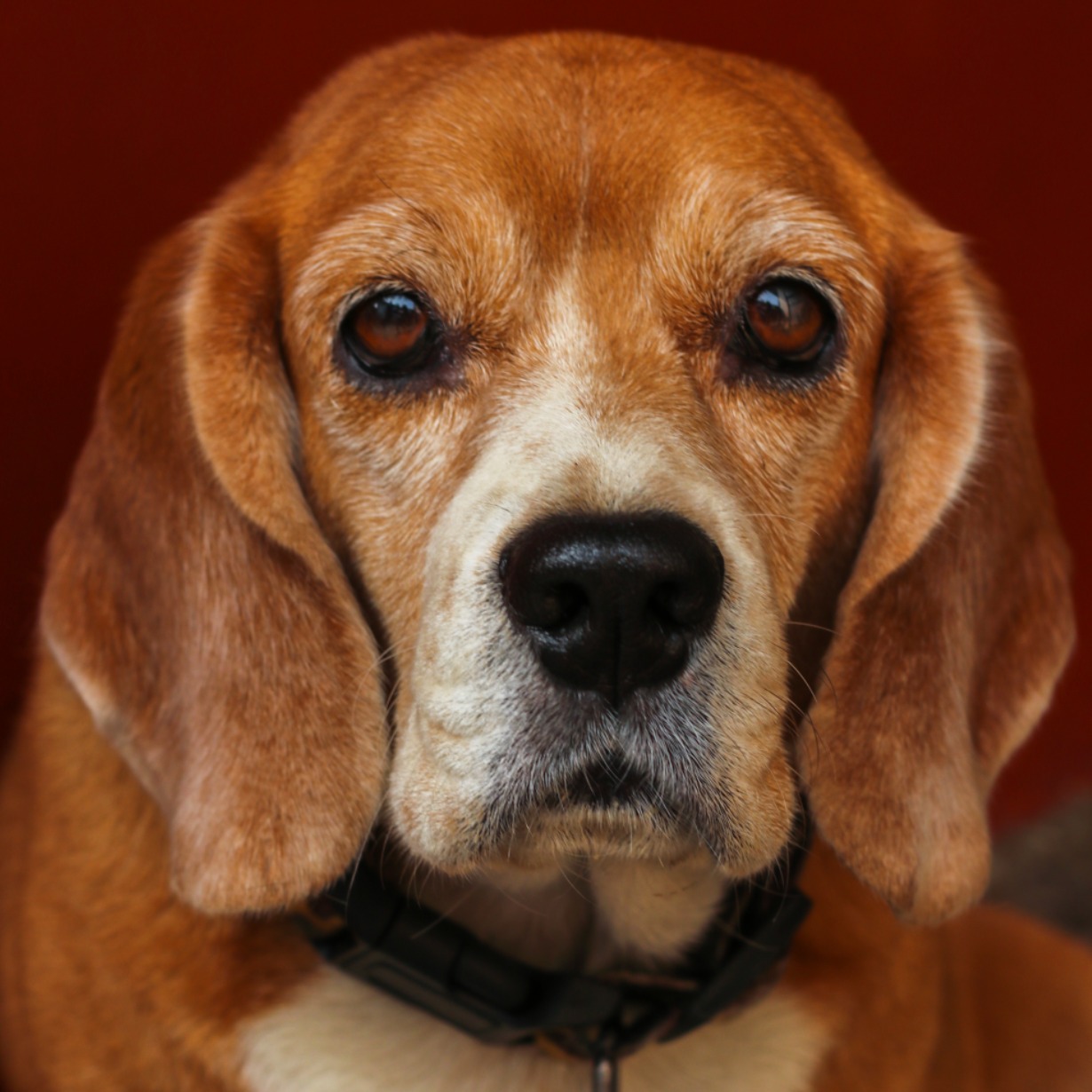 Shiny Security Incharge